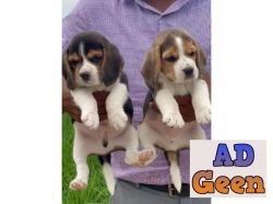 Show Quality Begal Pupies Avalible